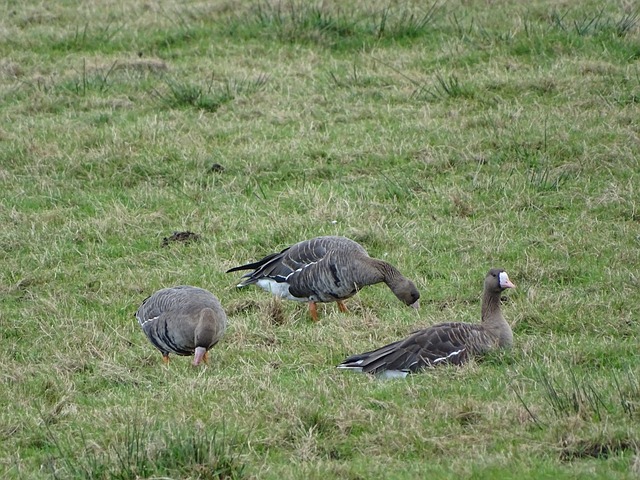 是一项艰巨 是一项艰巨